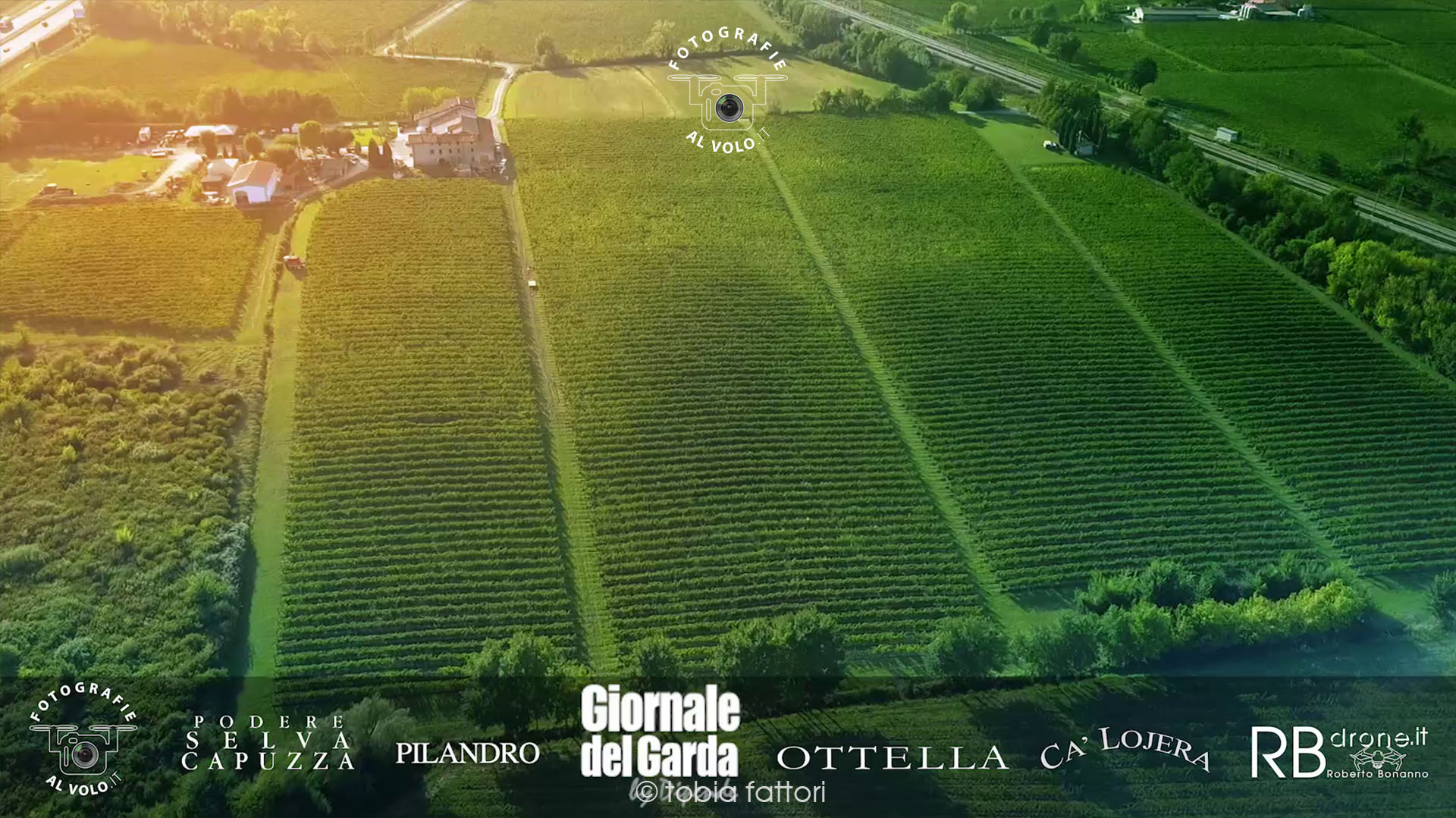 Fotografie Al Volo! Riprese aeree con drone - Vendemmia Vino Lugana - Tobia Fattori