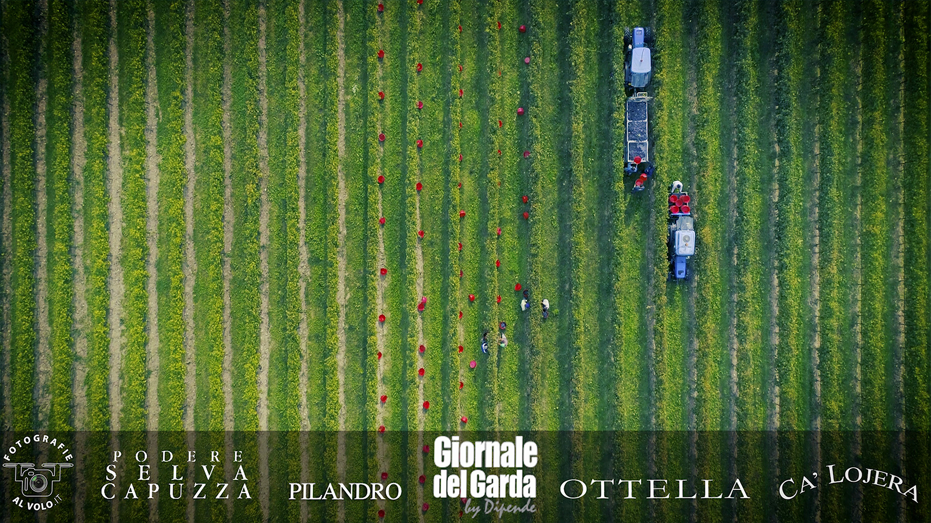 Fotografie al Volo - Vendemmia Vino Lugana - Giornale del Garda